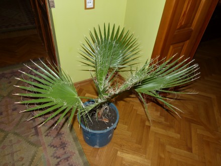 настоящая веерная мохнатая быстрорастущая пальма Вашингтония. Высота 80см. В све. . фото 11