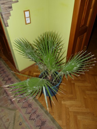 настоящая веерная мохнатая быстрорастущая пальма Вашингтония. Высота 80см. В све. . фото 5