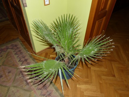 настоящая веерная мохнатая быстрорастущая пальма Вашингтония. Высота 80см. В све. . фото 4