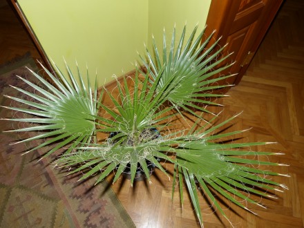 настоящая веерная мохнатая быстрорастущая пальма Вашингтония. Высота 80см. В све. . фото 7
