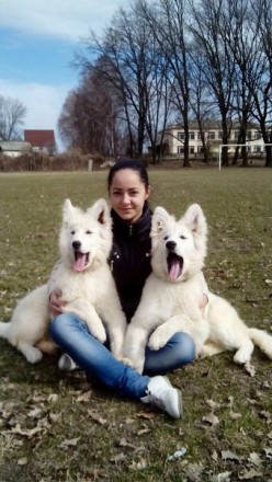 В питомнике Из дома Литвиных родились очаровательные щеночки Белой Швейцарской О. . фото 7