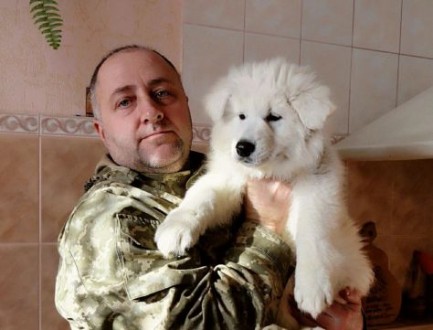 В питомнике Из дома Литвиных родились очаровательные щеночки Белой Швейцарской О. . фото 4