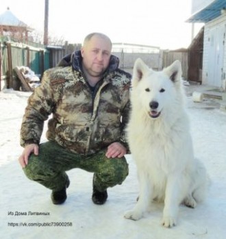 В питомнике Из дома Литвиных родились очаровательные щеночки Белой Швейцарской О. . фото 6