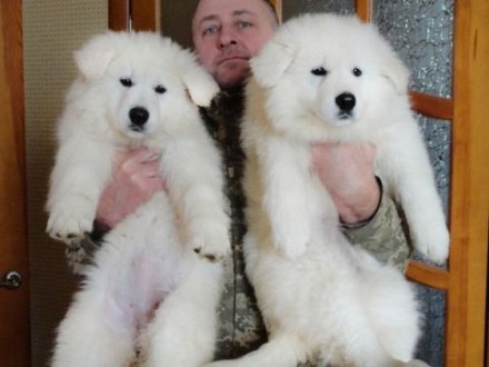 В питомнике Из дома Литвиных родились очаровательные щеночки Белой Швейцарской О. . фото 2
