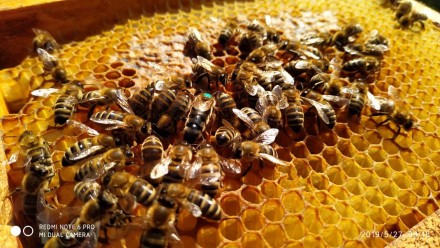 Пропоную плідні мічені бджоломатки карпатської породи вучківського типу. Бджола . . фото 3