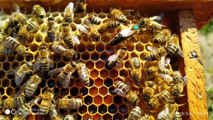 Пропоную плідні мічені бджоломатки карпатської породи вучківського типу. Бджола . . фото 2