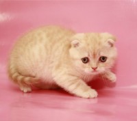 Для тех, кто решил купить котенка изумительно красивого и ласкового, предлагаетс. . фото 3