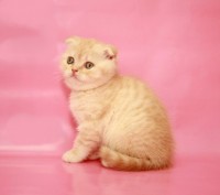 Для тех, кто решил купить котенка изумительно красивого и ласкового, предлагаетс. . фото 2