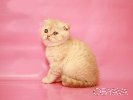 Для тех, кто решил купить котенка изумительно красивого и ласкового, предлагаетс. . фото 1