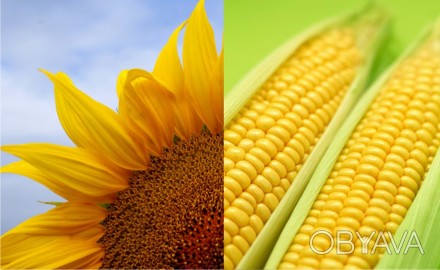 Насіння соняшника:Сумо-2017,Сумо-496,Сумо-498,Рімі Прімі,Імісан
Насіння кукуруд. . фото 1