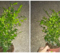 Мурайя - абсолютно неприхотливое комнатное растение. Растет быстро, в особенных . . фото 3