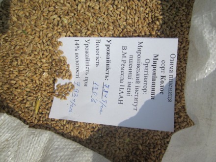 Миронівський інститут пропонує насіння озимих культур для осінньої посівної; про. . фото 3
