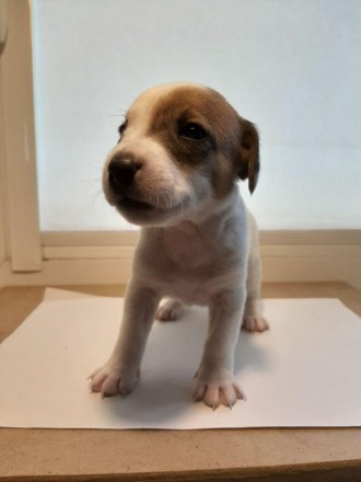 Продам гладкошерстного щенка Джек Рассел мальчика
Дата рождения 31.05.2019
Щен. . фото 2