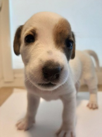 Продам гладкошерстного щенка Джек Рассел мальчика
Дата рождения 31.05.2019
Щен. . фото 6