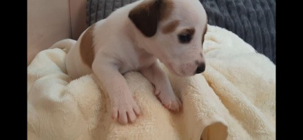 Продам гладкошерстного щенка Джек Рассел мальчика
Дата рождения 31.05.2019
Щен. . фото 7