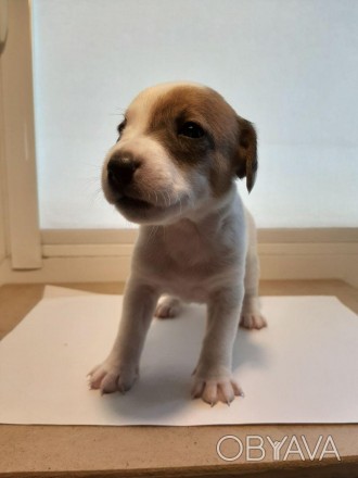 Продам гладкошерстного щенка Джек Рассел мальчика
Дата рождения 31.05.2019
Щен. . фото 1