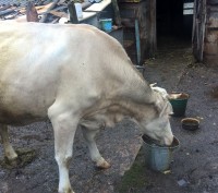 Продам корову серой масти тельную третьим теленком (ожидается в декабре), спокой. . фото 3