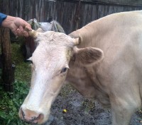 Продам корову серой масти тельную третьим теленком (ожидается в декабре), спокой. . фото 2