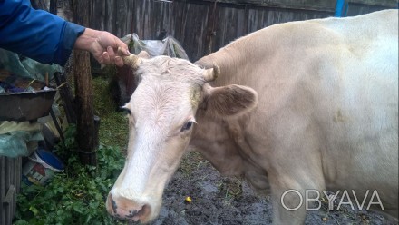 Продам корову серой масти тельную третьим теленком (ожидается в декабре), спокой. . фото 1