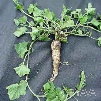 Корень переступня (Бриония) 50 грамм — сухие корни лекарственных растений можно . . фото 1