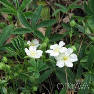 Пятипал лапчатка белая (корень) 50 грамм — лекарственные травы-корни и растения . . фото 1