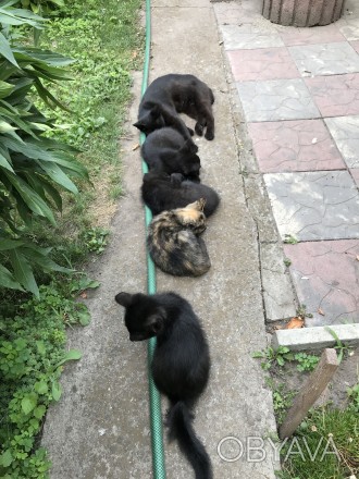 Котятам 3 месяца - три черных котика и кошечка тигрового окраса. Очень ласковые . . фото 1