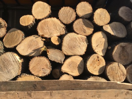 Продам в больших количествах дрова твердых пород (дуб, ясень, акация), метровые,. . фото 3