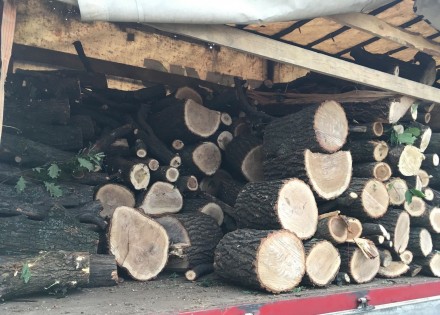 Продам в больших количествах дрова твердых пород (дуб, ясень, акация), метровые,. . фото 5