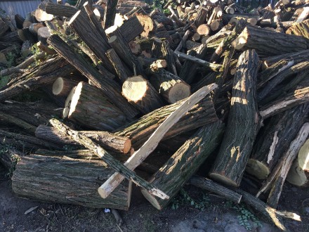 Продам в больших количествах дрова твердых пород (дуб, ясень, акация), метровые,. . фото 6