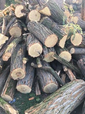 Продам в больших количествах дрова твердых пород (дуб, ясень, акация), метровые,. . фото 11