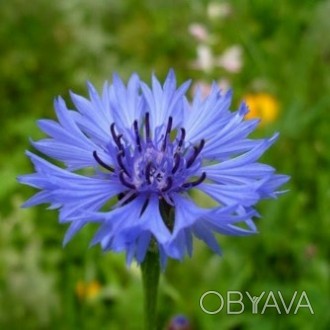 Василёк синий (цвет) 50 грамм — лекарственные травы и растения (сухие), можно ку. . фото 1