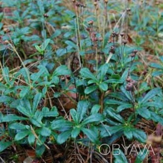 Зимолюбка зонтичная 50 грамм — лекарственные травы и растения (сухие), можно куп. . фото 1