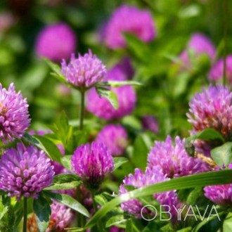 Клевер цветы 50 грамм — лекарственные травы и растения (сухие), можно купить в н. . фото 1