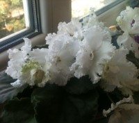 Детки фиалки Вологодское кружево,цветки крупные белые.В белом горшочке фиалка с . . фото 4