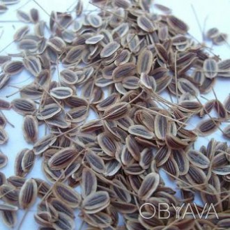 Семена укропа 50 грамм — лекарственные травы и растения (сухие), можно купить в . . фото 1