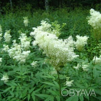 Таволга цвет (лабазник вязолистный) 50 грамм  — лекарственные травы и растения (. . фото 1