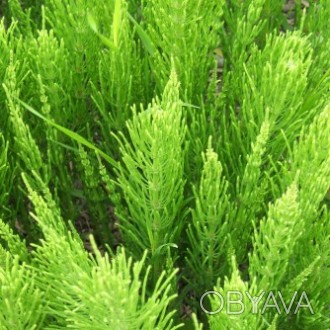 Трава полевой хвощ 50 грамм — лекарственные травы и растения (сухие), можно купи. . фото 1