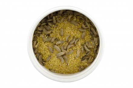 Личинки черной львинки - эффективный низкокалорийный высокобелковый живой корм с. . фото 6
