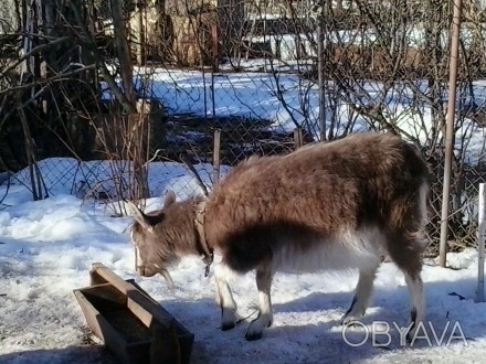 Продаётся 1.5 годовалая коза полукровка Чешской породы .Проживает в Чернигове.. . фото 1