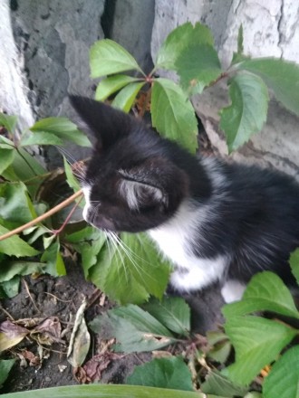 Маленький пушистый котенок ждёт дом, а пока живёт под забором, куда его выбросил. . фото 3