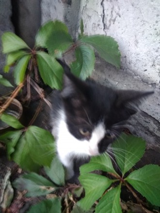 Маленький пушистый котенок ждёт дом, а пока живёт под забором, куда его выбросил. . фото 4