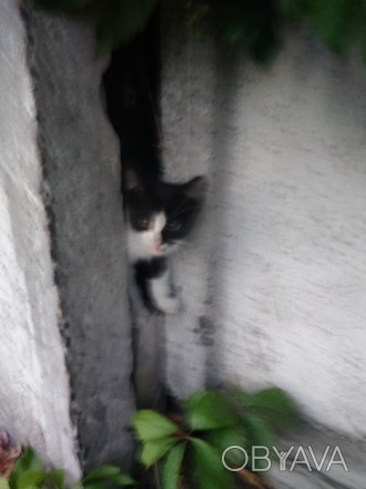 Маленький пушистый котенок ждёт дом, а пока живёт под забором, куда его выбросил. . фото 1