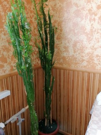 Продаётся комнатный цветок Молочай, высота с горшком один 1.80,второй 1.64 см.. . фото 2