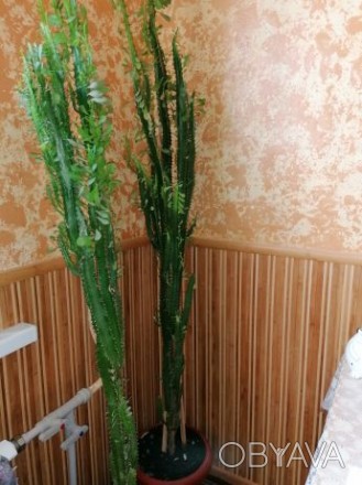 Продаётся комнатный цветок Молочай, высота с горшком один 1.80,второй 1.64 см.. . фото 1