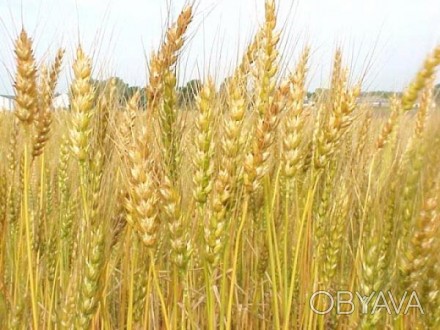 Амазонка РР2
Сорт Амазонка твердой озимой пшеницы создан в ГНУ ВНИИ зерновых ку. . фото 1