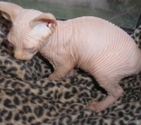 Канадский сфинкс, мальчик, полностью лысый, 2 месяца, очень ласковый и нежный, с. . фото 3
