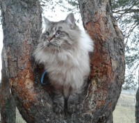 Сибирский колор пойнт (Невский маскарадный кот). Окрас сил-таби-пойнт приглашает. . фото 3