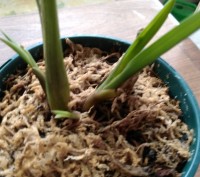 Продам цимбидиум салатовый, рассажен от куста и активно наращиваем молодой рост-. . фото 6