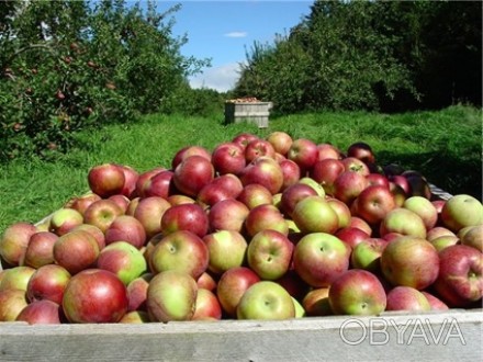 Продам яблоко различных сортов: Либерти, Флорина, Аскольд, Айдаред, Прайм, Терем. . фото 1