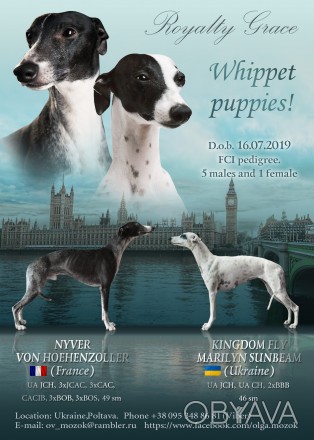 Предлагаются к бронированию чудесные щенки уиппета!
(Whippet – Малая английская. . фото 1